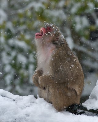 Japanese Macaque IMGP0911a.jpg