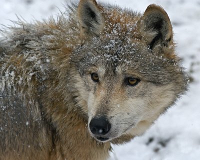 Mexican Wolf IMGP0733.jpg