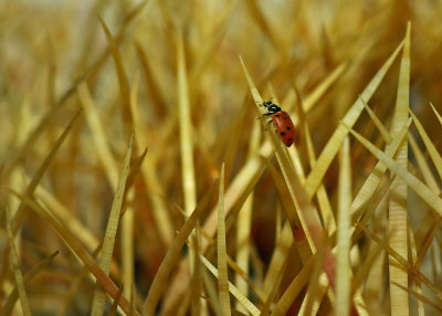 Lady Bug IMGP3247.jpg