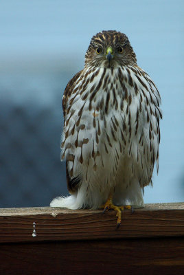 Coopers Hawk IMGP3425.jpg