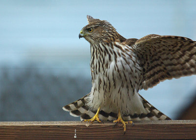 Cooper's Hawk