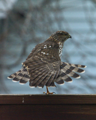 Coopers Hawk IMGP3442.jpg