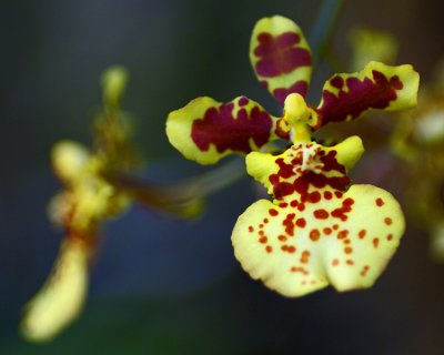 Orchid IMGP3219.jpg