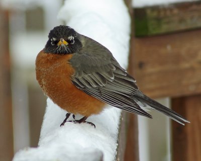 American Robin IMGP1556.jpg