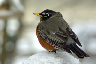 American Robin IMGP1560.jpg