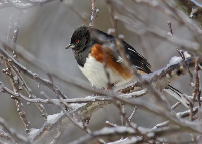 Rufous-Sided Towhee IMGP3594.jpg