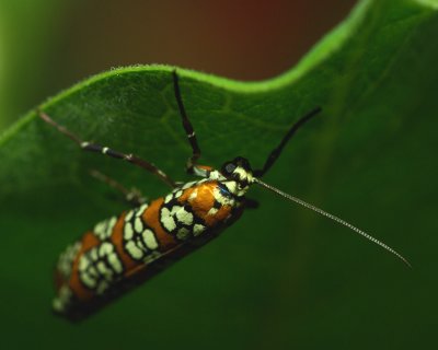Ailanthus Webworm Moth IMGP8257.jpg