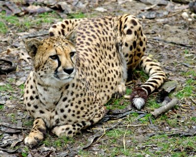 Cheetah IMGP0232.jpg