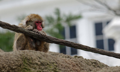 Japanese Macaque IMGP0172.jpg