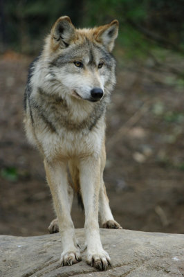 Mexican Wolf IMGP0253.jpg
