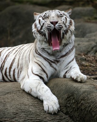 White Bengal Tiger IMGP0219.jpg