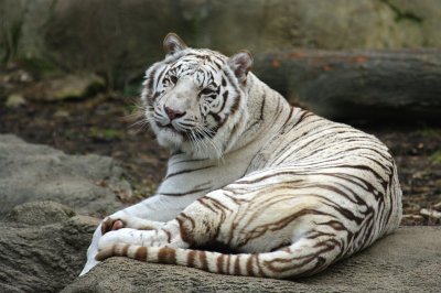 White Bengal Tiger IMGP0241.jpg