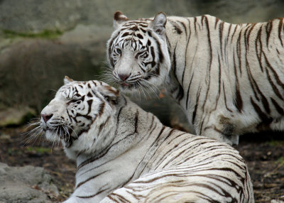 White Bengal Tigers IMGP0239.jpg
