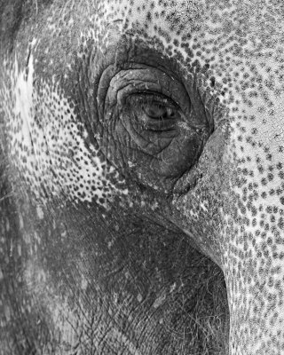 Elephant Eye IMGP0204.jpg