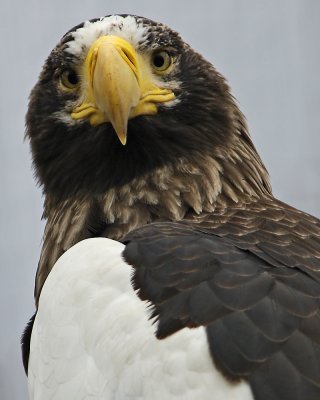 Sea Eagle Heavy Crop IMGP0205.jpg