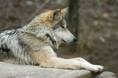 Mexican Wolf IMGP0248.jpg