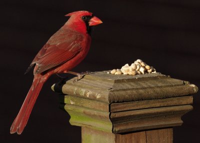 Male Northern Cardinal IMGP0351.jpg