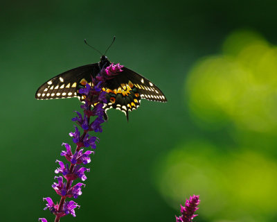 Black Swallowtail backlit IMGP2407.jpg