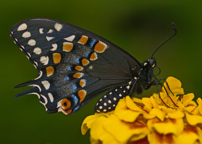 Black Swallowtail IMGP2542.jpg