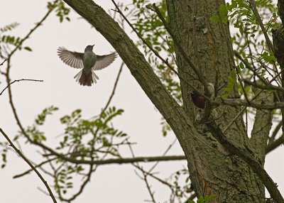 Orchard Oriole and  ??