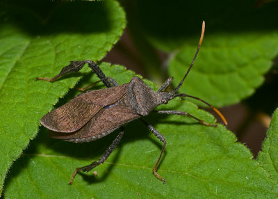 Leaf-footed Bug IMGP3292.jpg