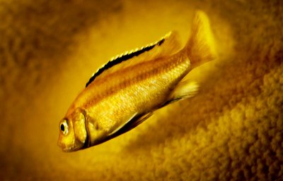 Gold Fish (of sorts)