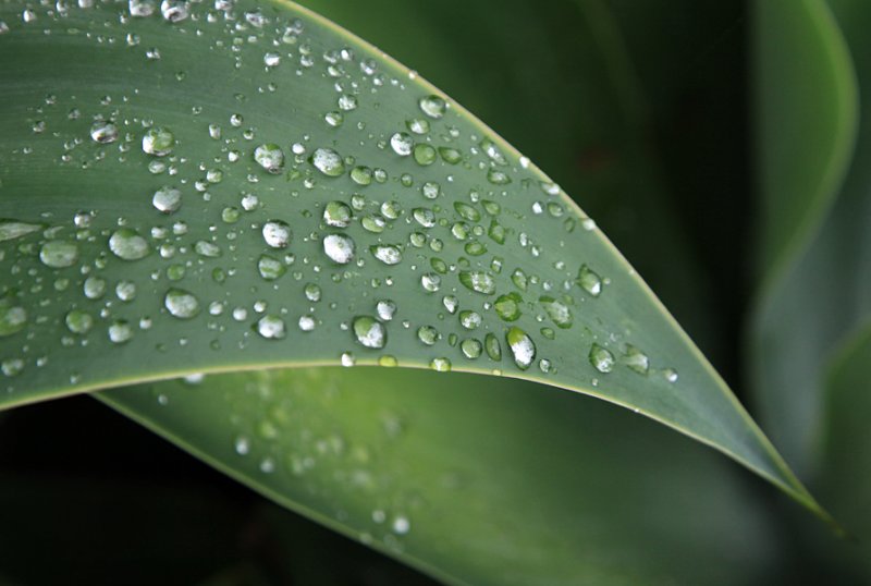 Coloured Liquid - Raindrops