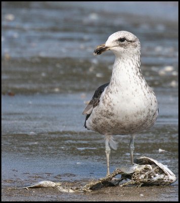 Juvenile Black Back Gull