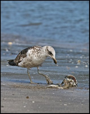 Juvenile Black Back Gull