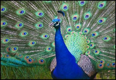 Peacock at Shakespear Bay