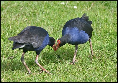 Pukekos - mother and child