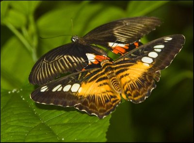 Brown Clipper and Common Mormon Swallowtail