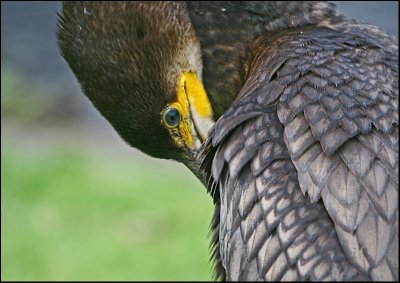 Shag up close