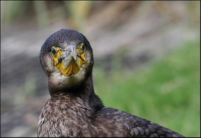 In New Zealand Cormorants are known as Shags.