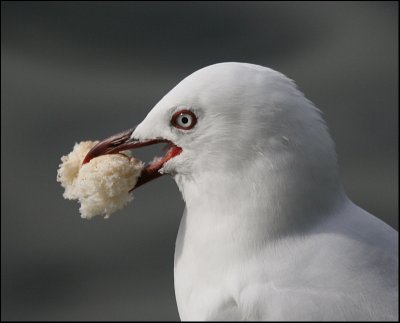 Seagull and his bread