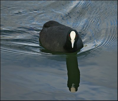 Coot / Fulica atra australis