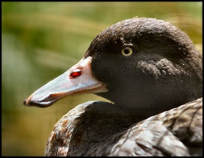 Rare Blue duck