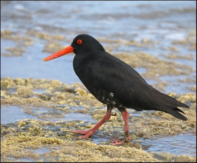 Variable Oyster Catcher