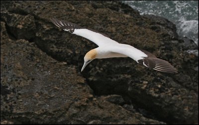 Gannet in Flight