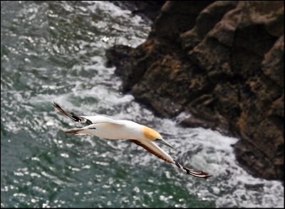 Gannet in Flight