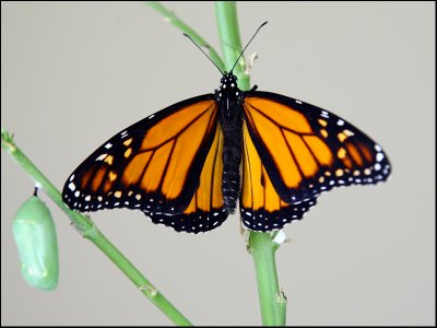 Male butterfly