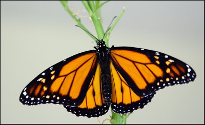 Male butterfly