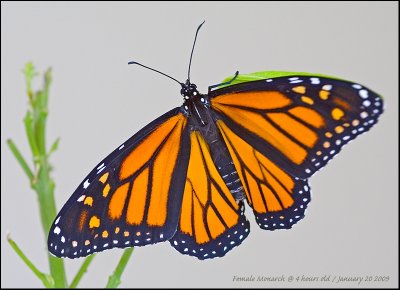 Female Monarch