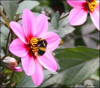 Bumble Bee on Dahlia