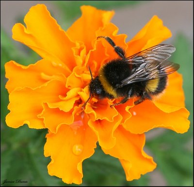 Bumble Bee on the Marigold
