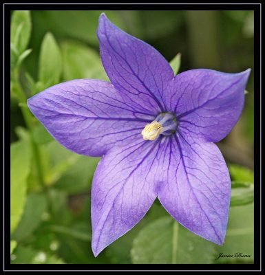 Platycodon - a new flower for me
