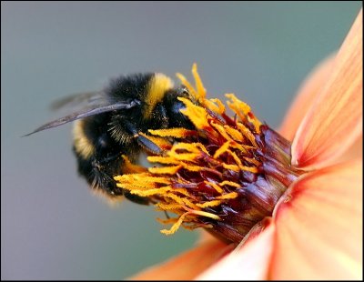 Bumble Bee on Dahlia