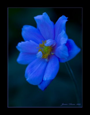 Japanese Anemone in Blue
