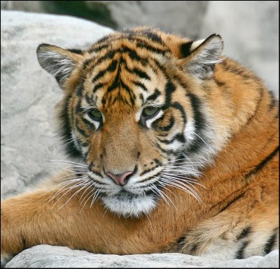 Sumatran Tiger Cub @ 8 months