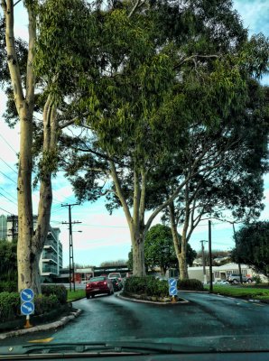 Parawai Street in Grey Lynn